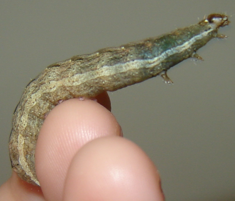 Identificazione bruchino!
